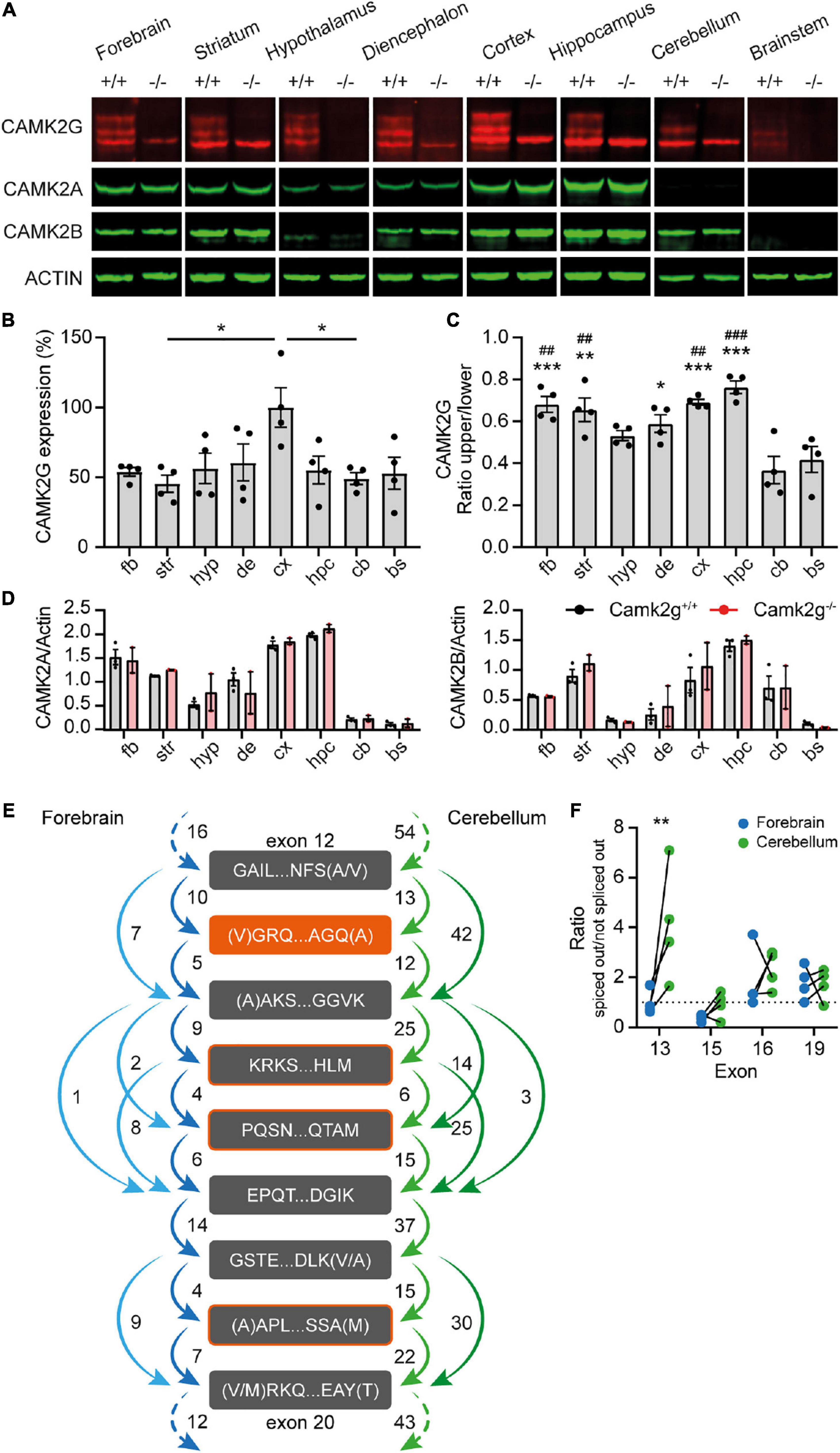 Loss of CAMK2G affects intrinsic and motor behavior but has minimal impact on cognitive behavior